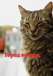 Город кошек